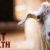 Sheep & Goat Health